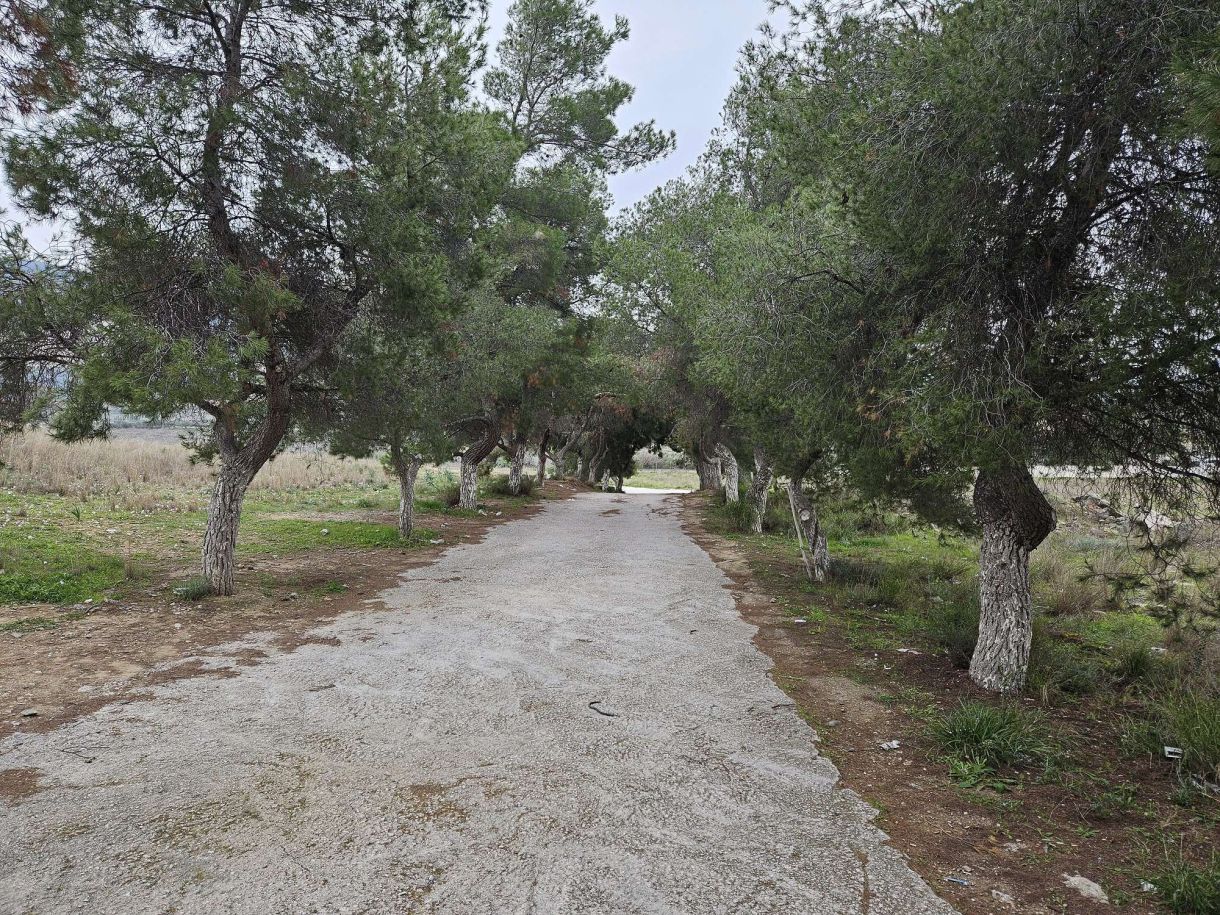Συμβαίνει τώρα! Περίπατος στα νότια προάστια ανάμεσα σε πεύκα…