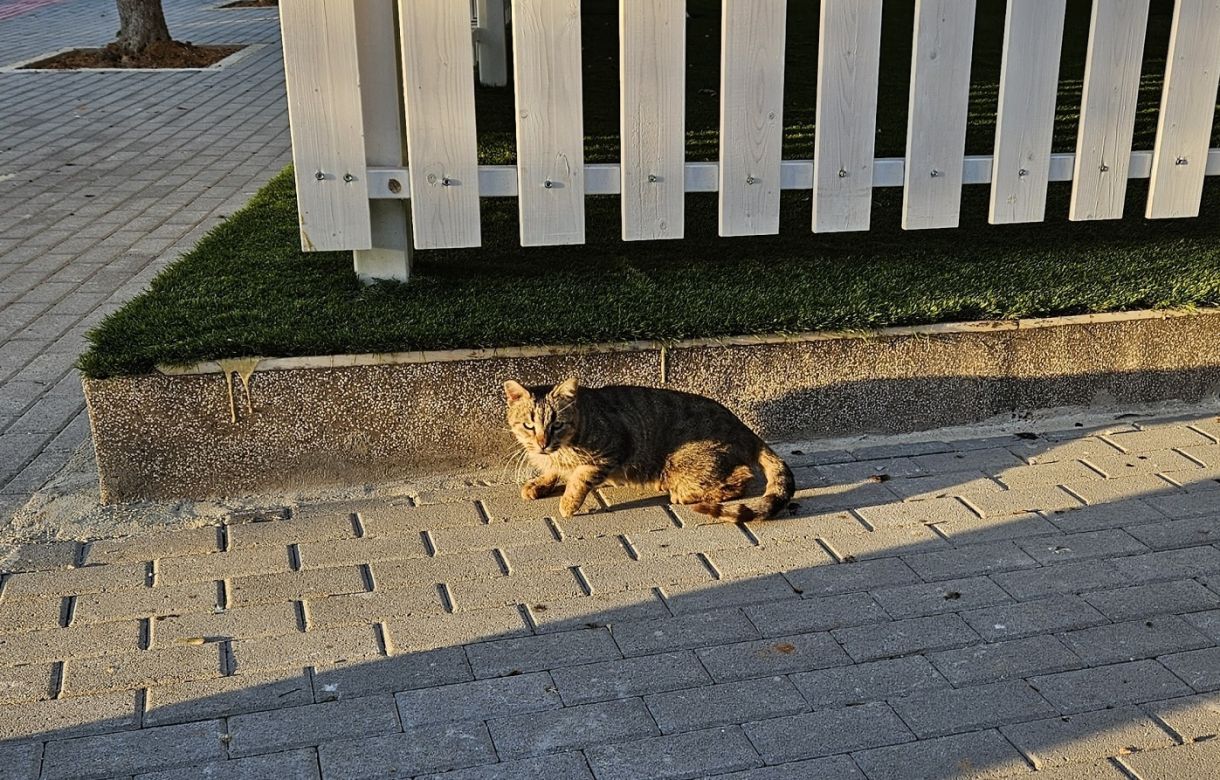 Αδέσποτα γάτες Γλυφάδα