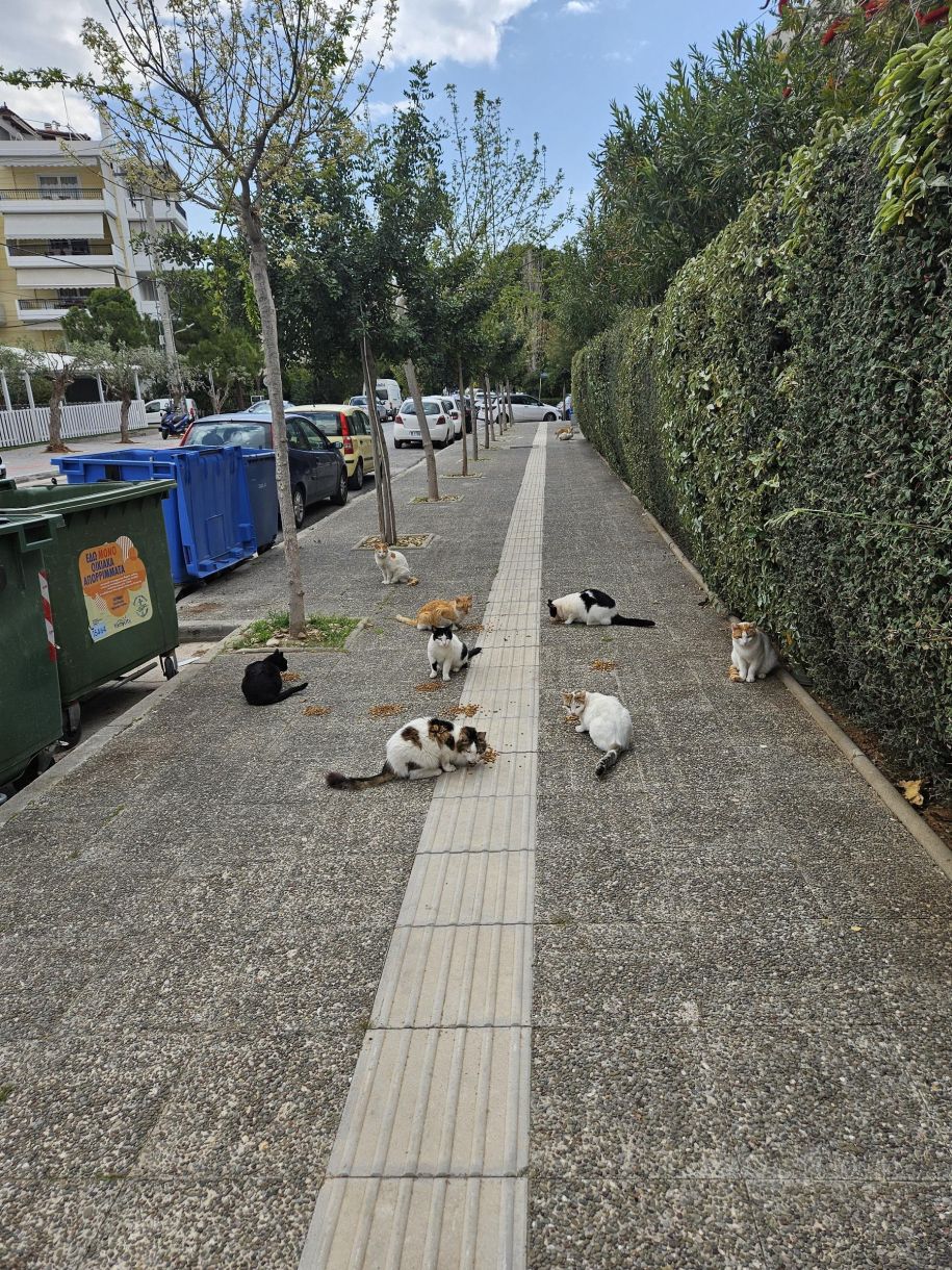 Γάτες αδέσποτα νότια προάστια