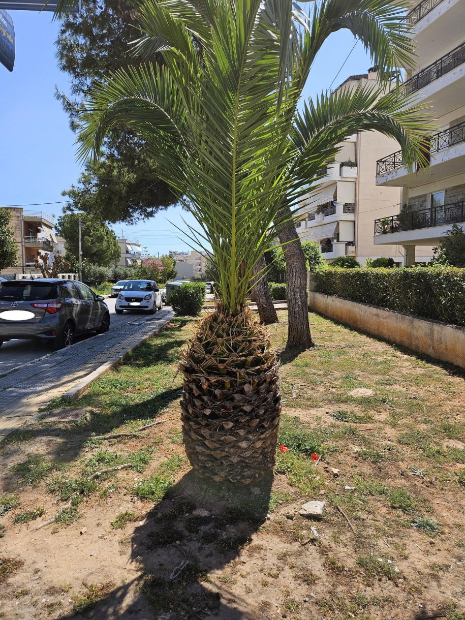 Γλυφάδα σήμερα Οι φοίνικες ωραίοι αλλά άσχετοι με το σκηνικό