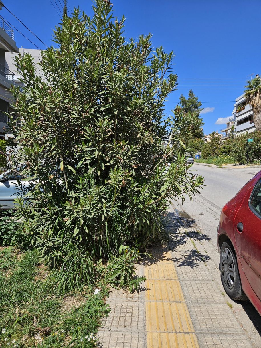 Γλυφάδα τώρα! Αντί η φαιά ουσία να χρησιμοποιηθεί για καλό σκοπό…