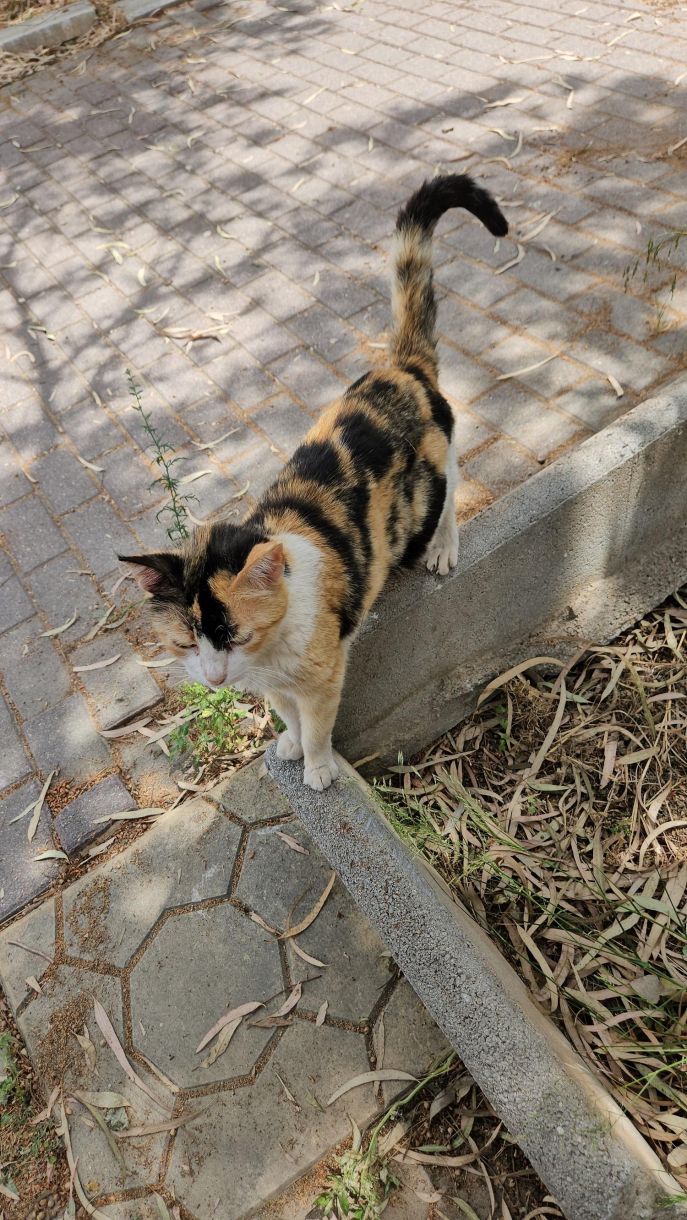 Γλυφάδα αδέσποτα γάτες