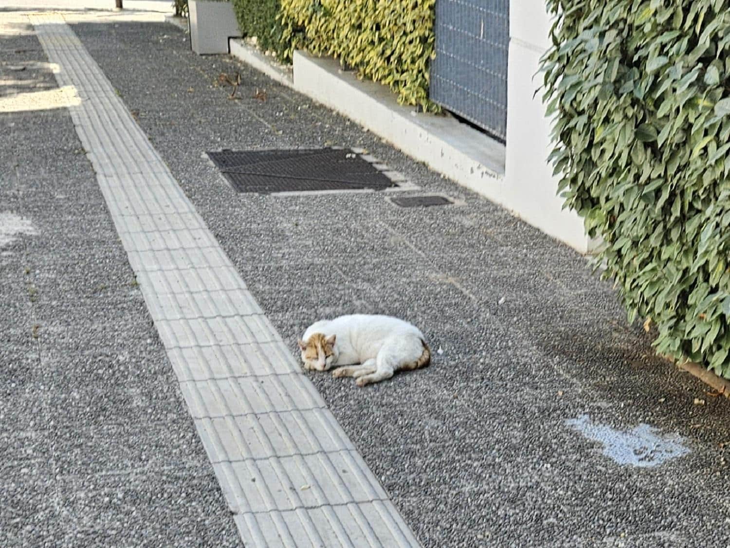 Γλυφάδα αδέσποτα σήμερα Όταν είστε φίλοι πια… 1