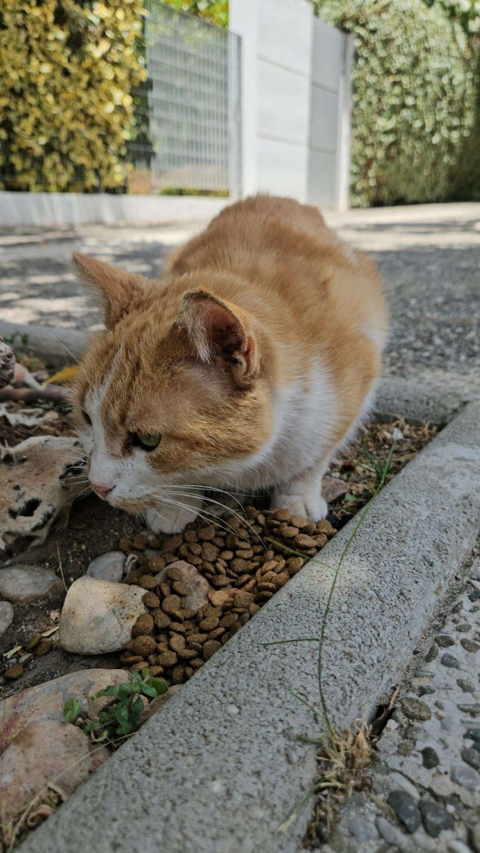 Γλυφάδα – αδέσποτες γάτες! Το σημερινό συσσίτιο και η διάθεση για ψιλή κουβέντα