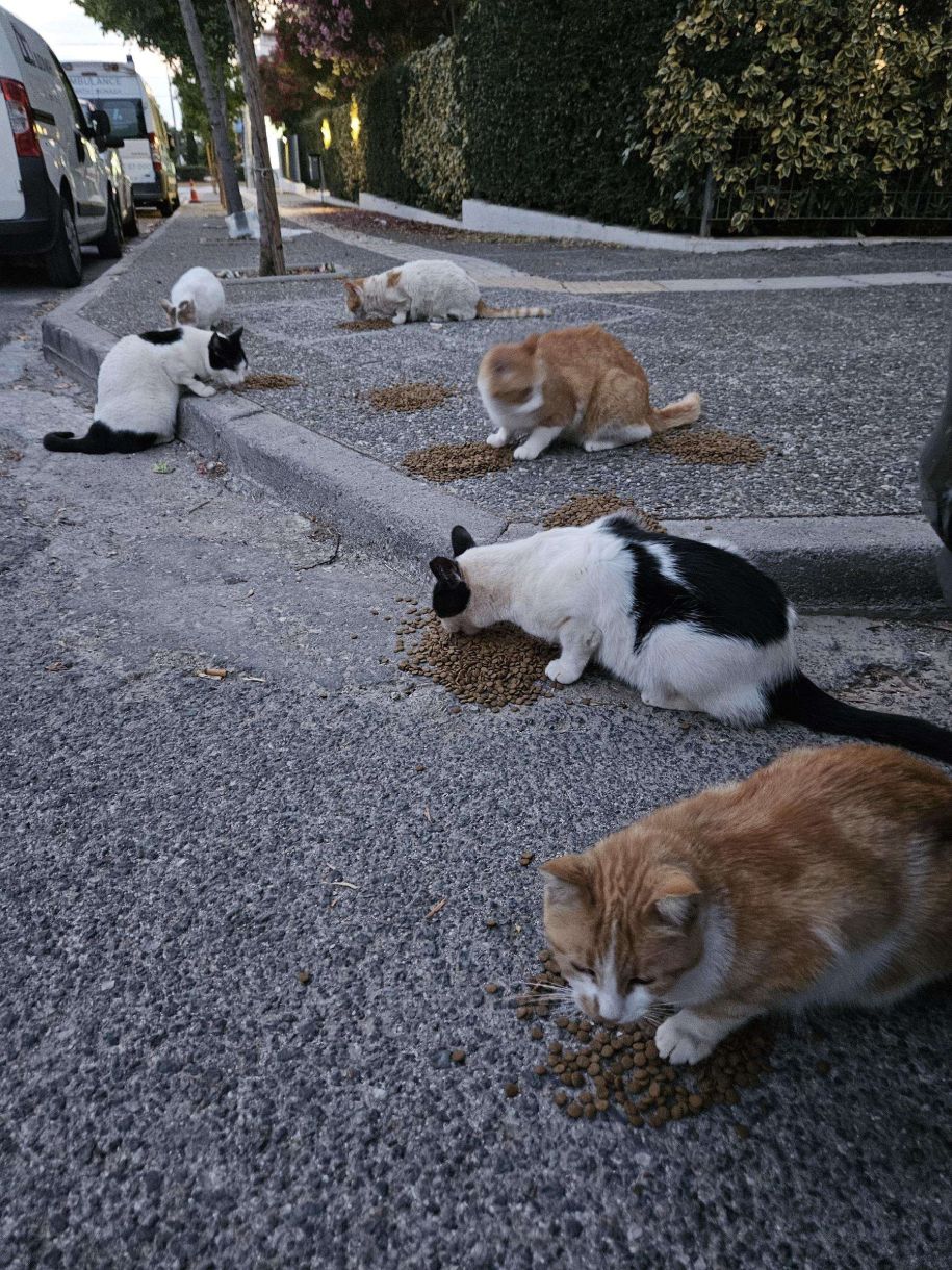 Stray cats! Βίντεο με διμοιρία από πεινασμένες που βρίσκουν τροφή!