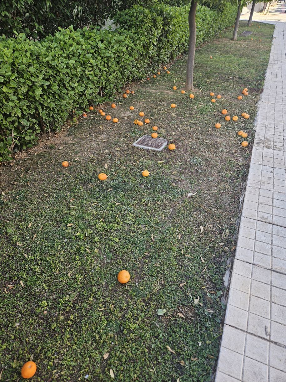 Γλυφάδα κήποι σήμερα Πω Πω νεράτζια