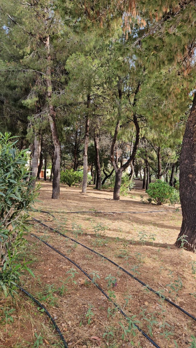 Δήμοι – Γλυφάδα – πάρκα! Μικρά δάση σε παραμυθένιες γειτονιές! Βίντεο!