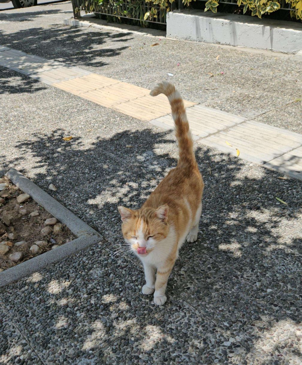 Πρέπει να το δεις! Αδέσποτες γάτες τρέχουν για μια…αγκαλιά..